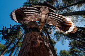 hoopoe at nest, Trentino Alto-Adige, Italy