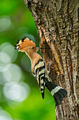 Hoopoe with prey, Trentino Alto-Adige, Italy