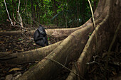 Black crested macaque (macaca nigra) in Tangkoko National Park, Northern Sulawesi island, Sulawesi, Indonesia; asia