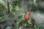 Sumatran orangutan, Pongo Abelii, Gunung Leuser National Park, Sumatra, Indonesia