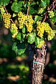 Grape in Franciacorta, Brescia province in Lombardy district, Italy, Europe.