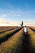 Valensole,Provence,France