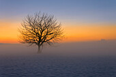 A lonely tree in the fog at sunset, Como province, Lombardy, Italy, Europe