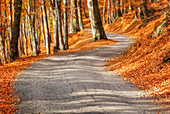 Autumn road, Intelvi valley, Como province, Lombardy, Italy, Europe
