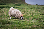 A sheep grazing on the hill. , Northern Ireland, County Antrim, Bushmills, United Kingdom.