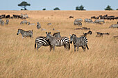 Masai Mara Park, Kenya,Africa,Zebras grazing on the savannah in Africa