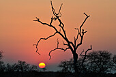 South Africa, sunset at Kruger National Park
