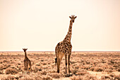 Giraffe with baby in Etosha, Namibia, Africa