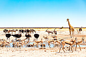 wildlife at the waterhole in Etosha, Namibia, Africa. Giraffe, oryx, ostriches, springboks.