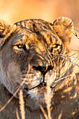 Wild Lioness in Etosha, Namibia, Africa