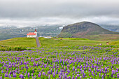 Blooming of wild lupins at Hellissandur,Snaefellsness peninsula, Iceland