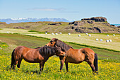 Wild horses, region vesturland, Iceland