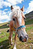 A Horse portrait. Valtellina, Lombardy, Italy