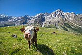 Cows grazing in Val Ferret in front of the Mont Blanc (Alp Lechey, Ferret Valley, Courmayeur, Aosta province, Aosta Valley, Italy, Europe)