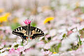 old world swallowtail on the flowers, Trentino Alto-Adige, Italy
