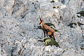 Male of chamois on a rocky spur, Gran Sasso, Campo Imperatore, L'Aquila province, Abruzzo, Italy