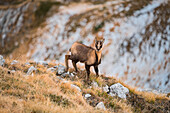 Young female of chamois, Gran Sasso, Campo Imperatore, L'Aquila province, Abruzzo, Italy