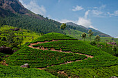 Munnar, Kerala India. Green tea plantation.