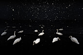 Whooper swans, Lake Kussharo, Hokkaido, Japan, Asia