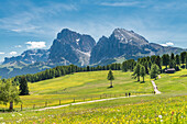 Alpe di Siusi/Seiser Alm, Dolomites, South Tyrol, Italy.