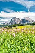 Alpe di Siusi/Seiser Alm, Dolomites, South Tyrol, Italy