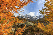 Italy, Lombardy, autumn landscape at Painale valley, in the background Ron peak