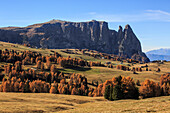Autumn colors on Alpe di Siusi/Seiser Alm with Santner peak and Sciliar in the background, Dolomites, province of Bolzano, South Tyrol, Italy