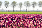 The colorful fields of tulips in bloom frames the trees in the countryside at dawn De Rijp Alkmaar North Holland Europe