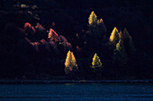 Sunlight on isolated trees on the shore of Lej da Sils in autumn, Maloja, Engadin, Canton Grisons, Switzerland