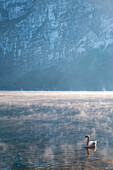 The swan at sunrise on Hallstatt lake,upper Austria, Austria