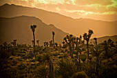 Cactus in desert landscape at sunset