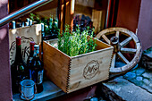 Domestic herbs, rosmarin at the Micky Restaurant, Via Fegina, Monterosso al Mare, province of La Spezia, Cinque Terre, Liguria, Italy, Europe