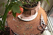 Potted House Plant on Rusted Round Table with Scissors