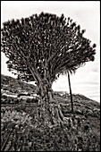 Drago Milenario, the most famous dragon tree (Dracaena draco) at Canary islands, 400 years old, at village Icod de los Vinos, Tenerife islands