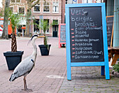 Grey heron reading Fishmongers Menu, The Netherlands, Europe