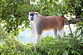 Alpha male Patas monkey on the lookout, Murchison Falls National Park, Uganda, Africa