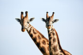 A pair of vulnerable Rothchild giraffe in Uganda's Murchison Falls National Park, Uganda, Africa