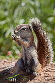 Cape ground squirrel (Xerus inauris), juvenile, Kgalagadi Transfrontier Park, South Africa, Africa