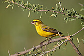 Yellow canary (Crithagra flaviventris), male, Kgalagadi Transfrontier Park, South Africa, Africa