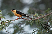 Shaft-tailed whydah (Vidua regia), male, Kgalagadi Transfrontier Park, South Africa, Africa