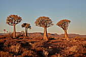 Quiver trees (Kokerboom) (Aloe dichotoma), Gannabos, Namakwa, Namaqualand, South Africa, Africa