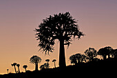 Quiver tree (Kokerboom) (Aloe dichotoma), Gannabos, Namakwa, Namaqualand, South Africa, Africa