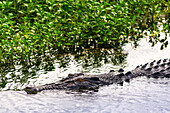 Saltwater crocodile at Yellow Water Wetlands and Billabong, Kakadu National Park, UNESCO World Heritage Site, Northern Territory, Australia, Pacific