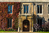 Ivy on the walls of Trinity College, Cambridge University, Cambridge, Cambridgeshire, England, United Kingdom, Europe