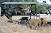 Lion (Panthera leo), Khwai Conservation Area, Okavango Delta, Botswana, Africa