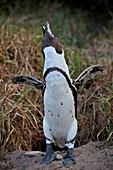 African Penguin (Spheniscus demersus) calling, Simon's Town, near Cape Town, South Africa, Africa