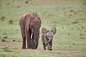 African Elephant (Loxodonta africana) mother and young, Addo Elephant National Park, South Africa, Africa
