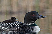 Common Loon (Gavia immer) adult with a chick on its back, Lac Le Jeune Provincial Park, British Columbia, Canada, North America