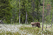 European Brown Bear (Ursus arctos arctos) adult, standing on cotton grass filled taiga swamp, Suomussalmi, Finland, Europe