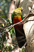 Female red winged parrot in the trees at Kangaroo Island. South Australia, Australia, Pacific